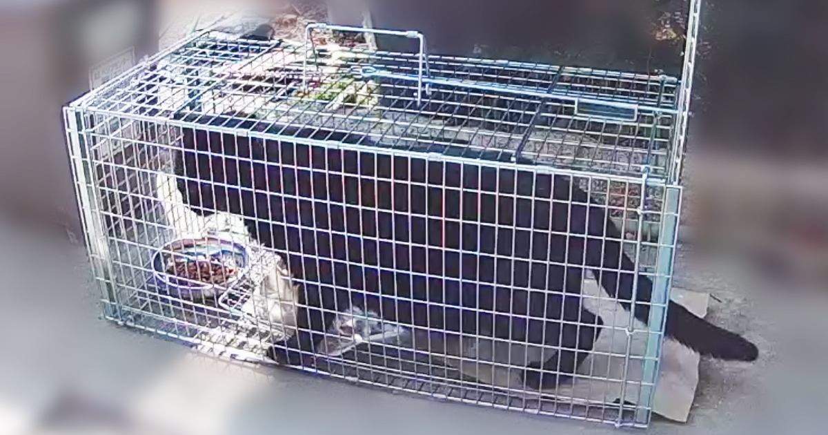 愛猫4兄弟の母猫を保護するために捕獲